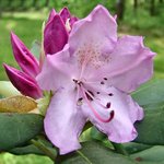 Rododendrum