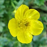 Yellow flower