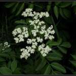 Elderberry