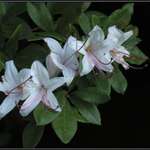 Honeysuckle