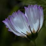 Glowing Cosmos