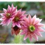 Sempervivum