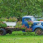 Flowers for the Front Lawn