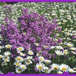 Field of Flowers