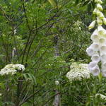 Fox Glove