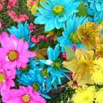 vivid colours