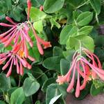 Summer flowers