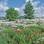 Field of Flowers
