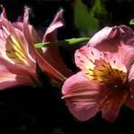 two lillies