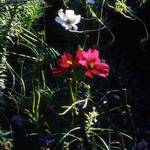 flowers in sunlight and shadow