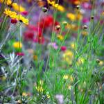 wild flowers