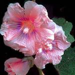 rainbow hollyhock