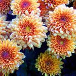 Mums 1