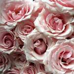 pink petals