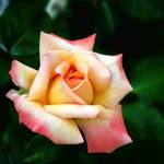 TriColor Rose