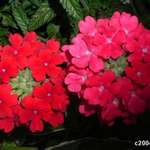 shades of red