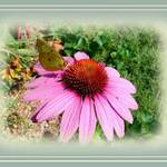 Yellow Butterfly
