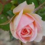 pale rose