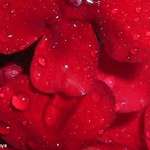 red red rain
