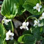 White violets