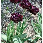 Shades of Purple