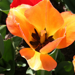 Opening up