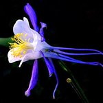 Wildflower