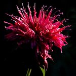 Bee Balm