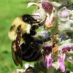 Bee at Work
