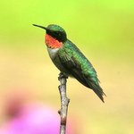 Ruby-throated Hummingbird (male)