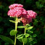Sedum