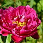 Peony