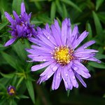Aster