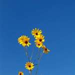 Reach for the Sky