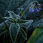 Frosty Viola