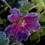 Frosty Geranium
