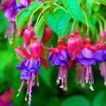 Fushsias