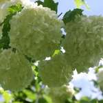 Snow ball tree