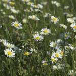 Marguerittes