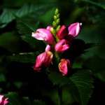 Winter flower