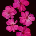 Pink Pettals