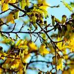 Kowhai Tree