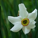 Narcissus