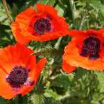 Three Poppies