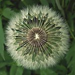 Dandilion Seed