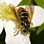 Syrphid Fly