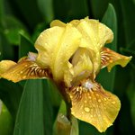 Iris