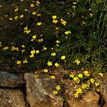 Buttercup