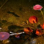 Water lily