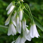 Wild Flowers